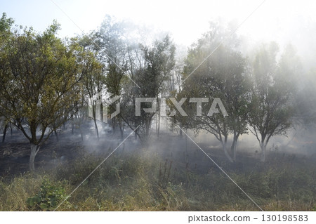 Fire in the forest. Fire and smoke in the forest litter. The grass is burning in the forest. Forest fires Fire in the forest. Fire and smoke in the forest litter. The grass is burning in the forest. Forest fires 130198583