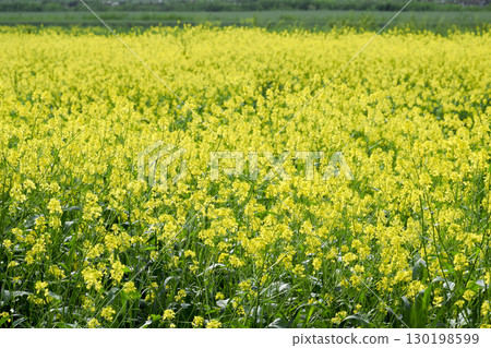 Rapeseed field. Yellow rape flowers, field landscape. Rapeseed field. Yellow rape flowers, field landscape. 130198599