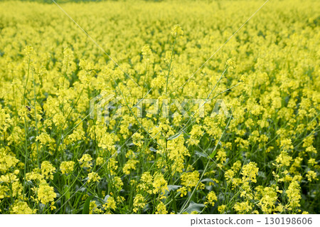 Rapeseed field. Yellow rape flowers, field landscape. 130198606