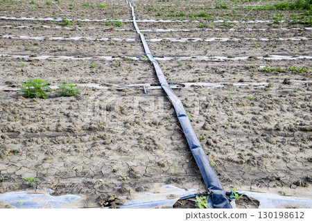 Watering system on the field of watermelons and melons. Shoots of melons and watermelons. Sown melon field. 130198612