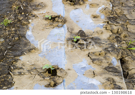 Watering system on the field of watermelons and melons. Shoots of melons and watermelons. Sown melon field. Watering system on the field of watermelons and melons. Shoots of melons and watermelons. Sown melon field. 130198618