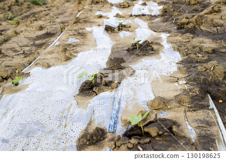 Watering system on the field of watermelons and melons. Shoots of melons and watermelons. Sown melon field. Watering system on the field of watermelons and melons. Shoots of melons and watermelons. Sown melon field. 130198625