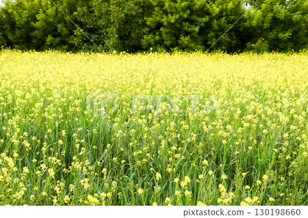 Rapeseed field. Yellow rape flowers, field landscape. 130198660