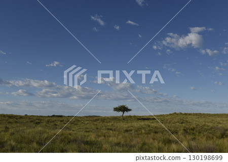 Pampas grass landscape, La Pampa province, Patagonia, Argentina. Pampas grass landscape, La Pampa province, Patagonia, Argentina. 130198699