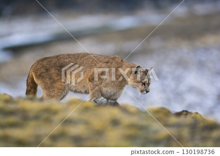 Puma walking in mountain environment, Puma walking in mountain environment, 130198736
