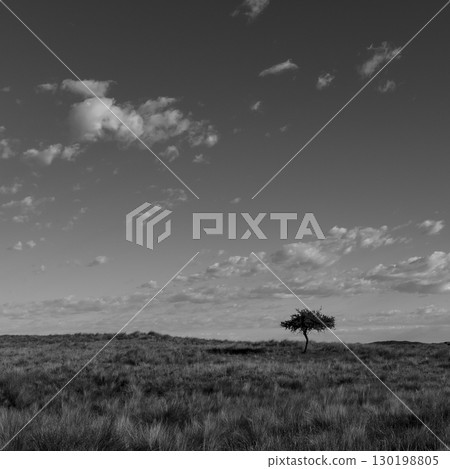Pampas grass landscape, La Pampa province, Patagonia, Argentina. 130198805