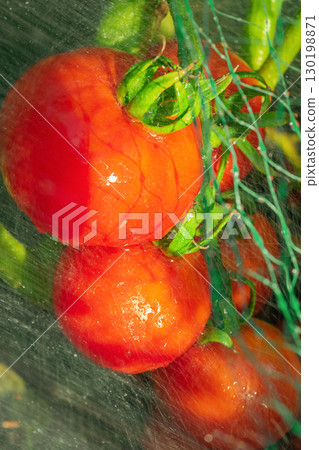 Red ripe tomatoes grow in the garden. Red ripe tomatoes grow in the garden. 130198871