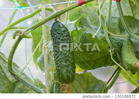 Cucumber vegetable. Cucumber growing in the garden. Cucumber vegetable. Cucumber growing in the garden. 130198872
