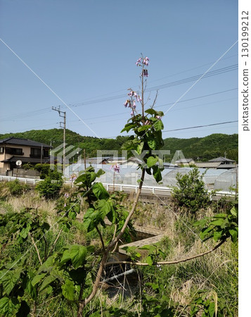 Beautiful Japanese countryside scenery 130199212
