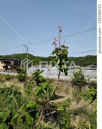 Beautiful Japanese countryside scenery 130199213