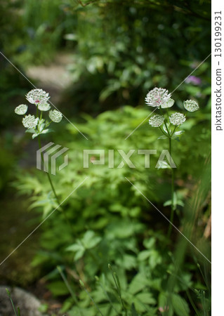 玻璃狀的星花有「向星星許願」、「智慧」和「渴望愛」的意思。 玻璃狀的星花有「向星星許願」、「智慧」和「渴望愛」的意思。 130199231