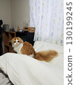 蘇格蘭折耳貓在鬆軟的蒲團上休息 130199245
