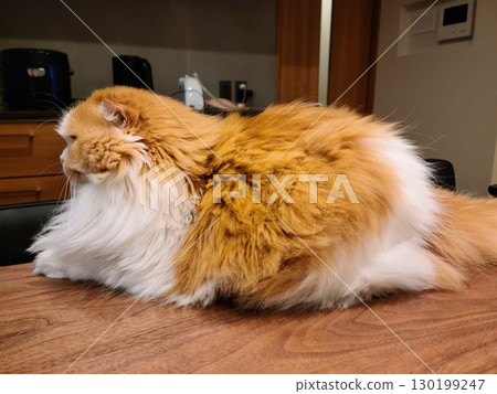 Fluffy Scottish Fold 130199247