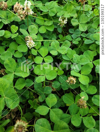four Leaf Clover  130199317