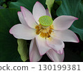 一朵美麗的蓮花 130199381