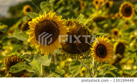 Vibrant Sunflower Field in Full Bloom Under Warm Golden Light Vibrant Sunflower Field in Full Bloom Under Warm Golden Light 130199449
