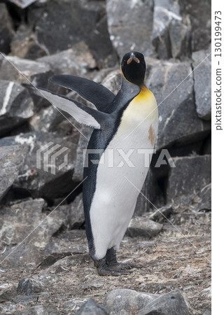 Emperor penguin,Aptenodytes forsteri, in Port Lockroy, Goudier island, Antartica. 130199473