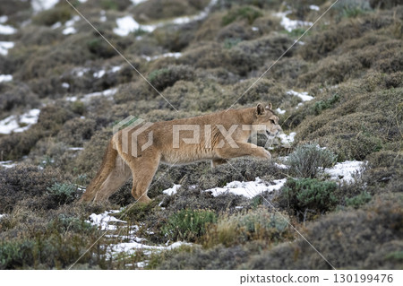 Puma walking in mountain environment, Torres del Paine National Park, Patagonia, Chile. 130199476