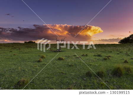 Pampas grass landscape, La Pampa province, Patagonia, Argentina. 130199515