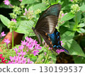 Callus Swallowtail 130199537
