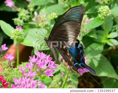 Callus Swallowtail 130199537