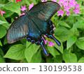Callus Swallowtail 130199538