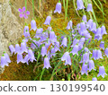 Iwashagin 130199540