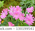 Leucia · Kotileredon 130199541