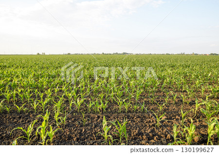 Young green corn on the field. Corn field in the spring. Growing 130199627