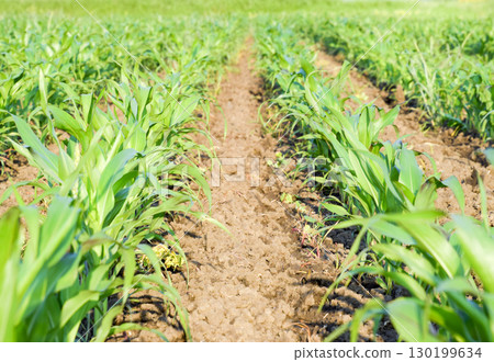 Young green corn on the field. Corn field in the spring. Growing 130199634