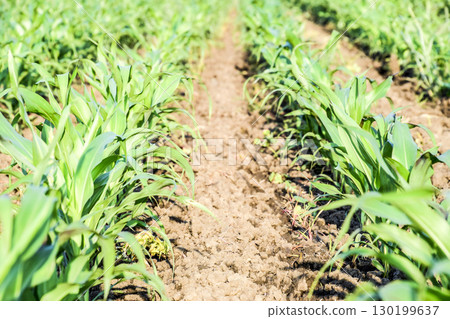 Young green corn on the field. Corn field in the spring. Growing 130199637