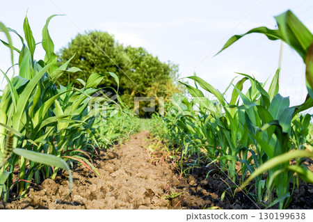 Young green corn on the field. Corn field in the spring. Growing Young green corn on the field. Corn field in the spring. Growing 130199638