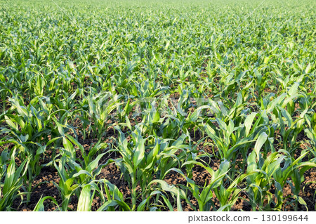 Young green corn on the field. Corn field in the spring. Growing Young green corn on the field. Corn field in the spring. Growing 130199644