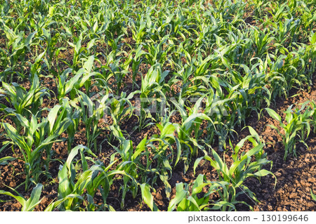 Young green corn on the field. Corn field in the spring. Growing Young green corn on the field. Corn field in the spring. Growing 130199646