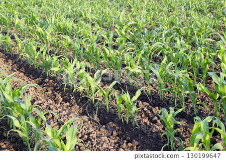 Young green corn on the field. Corn field in the spring. Growing 130199647
