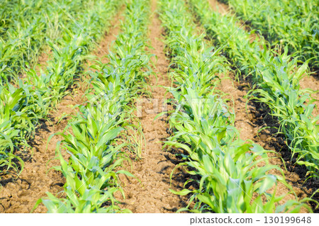 Young green corn on the field. Corn field in the spring. Growing 130199648