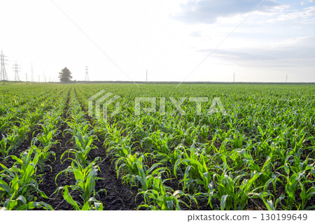 Young green corn on the field. Corn field in the spring. Growing Young green corn on the field. Corn field in the spring. Growing 130199649