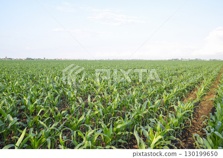 Young green corn on the field. Corn field in the spring. Growing 130199650