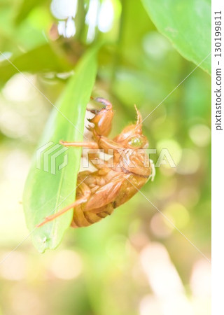 A cicada resting on a leaf A cicada resting on a leaf 130199811