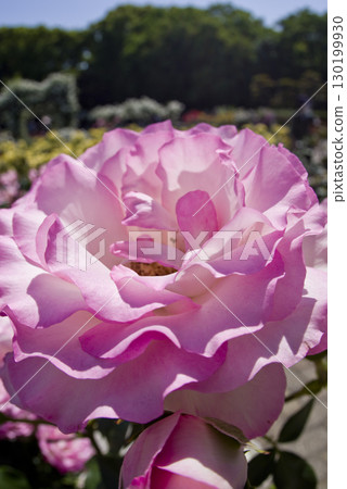 玫瑰花園裡盛開著粉紅色和白色的玫瑰花朵。這朵玫瑰的名字叫Boldur Rose。 130199930