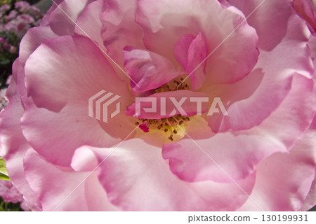 玫瑰花園裡盛開著粉紅色和白色的玫瑰花朵。這朵玫瑰的名字叫Boldur Rose。 130199931