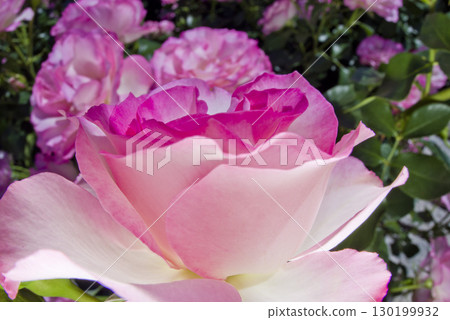 Pink and white roses are in bloom in the rose garden. The name of this rose is Bordur Rose. 130199932