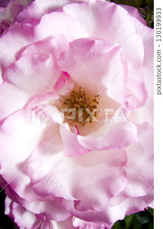 玫瑰花園裡盛開著粉紅色和白色的玫瑰花朵。這朵玫瑰的名字叫Boldur Rose。 玫瑰花園裡盛開著粉紅色和白色的玫瑰花朵。這朵玫瑰的名字叫Boldur Rose。 130199933