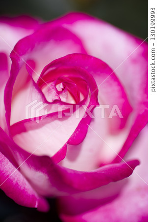 Pink and white roses are in bloom in the rose garden. The name of this rose is Maxim. Pink and white roses are in bloom in the rose garden. The name of this rose is Maxim. 130199993