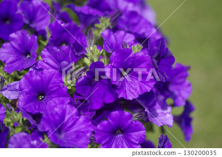 公園的花壇上盛開著紫色的矮牽牛花。學名是矮牽牛。 130200035