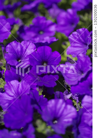 Purple petunia flowers are in bloom on the flowerbeds of the park. The scientific name is Petunia. 130200036