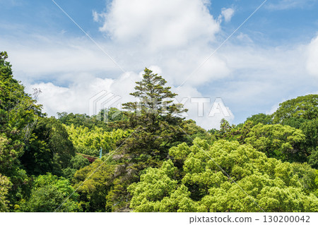 Forest scenery of Mt. Otokoyama, Yawata City, Kyoto Prefecture Forest scenery of Mt. Otokoyama, Yawata City, Kyoto Prefecture 130200042