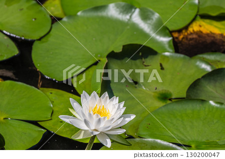 Lotus flowers blooming in a summer pond 130200047