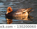 Wigeon 在水面上游泳 130200060