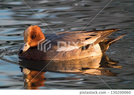 Wigeon swimming on the surface of the water 130200060